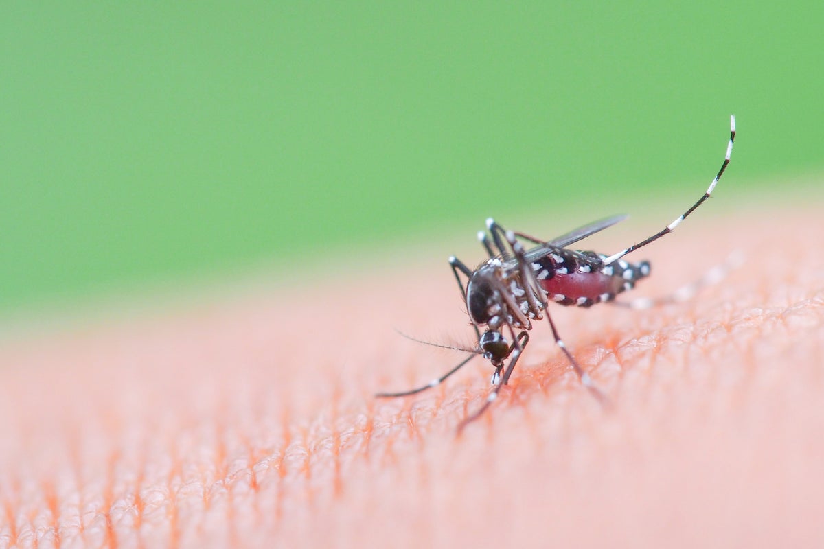 New York confirms first case of chikungunya virus