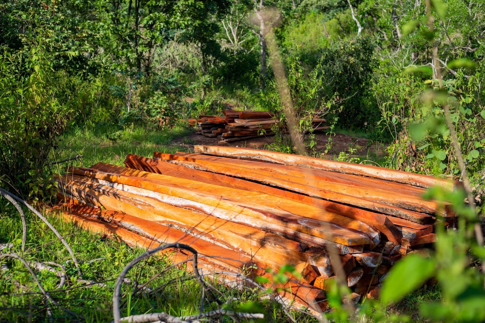 Inside Nigeria's Criminal Rosewood Economy