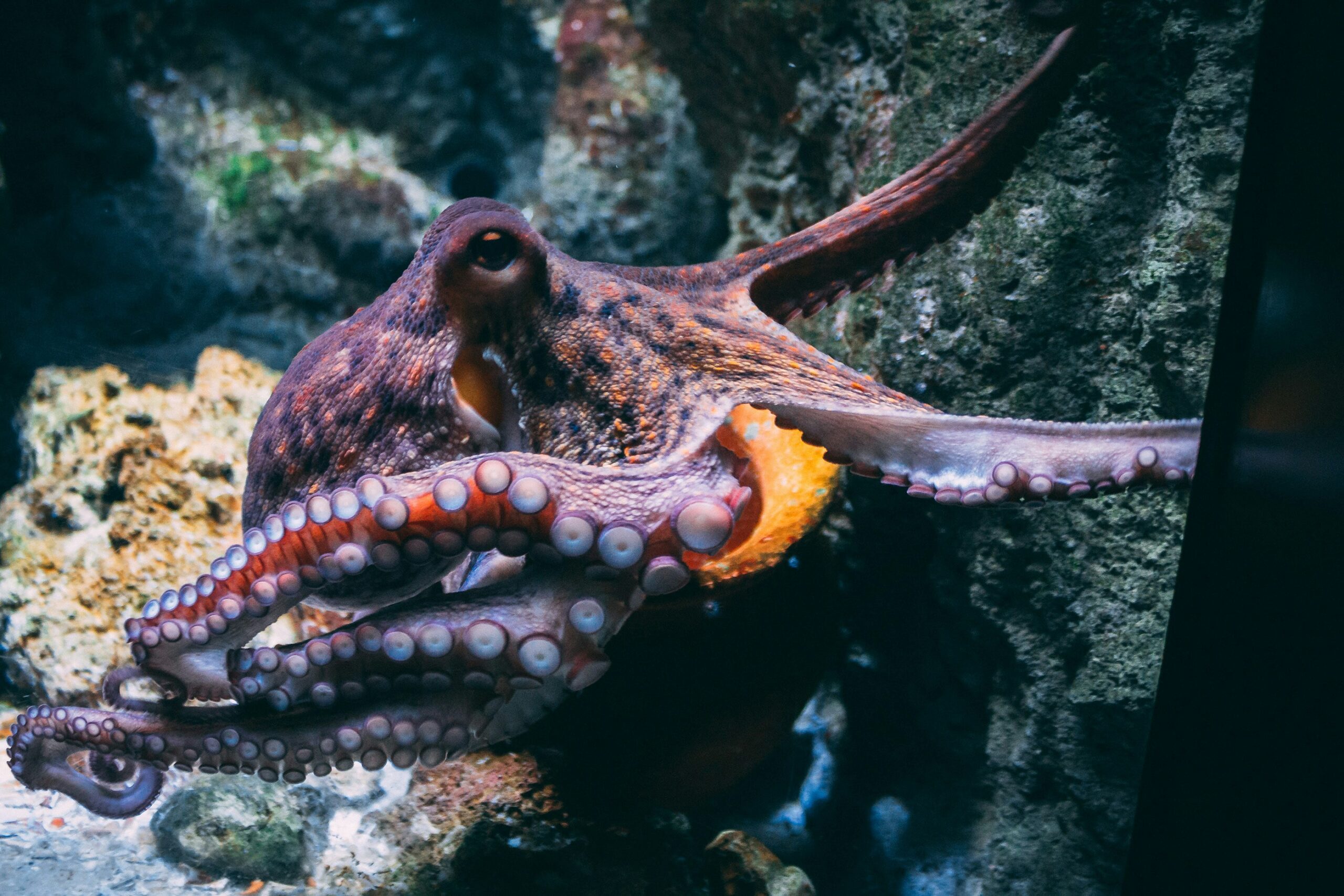 Danger Posed by Octopus Farming -