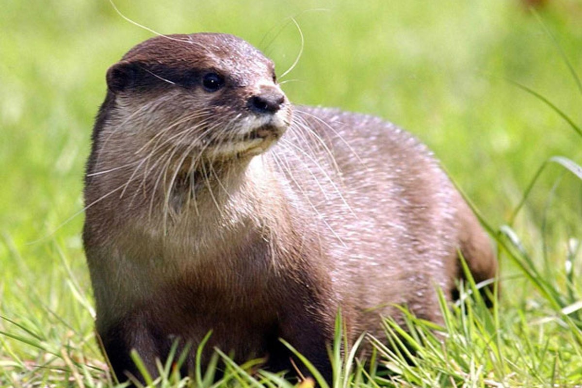 Otters and beavers among rare wildlife 'at serious risk' from planning reforms