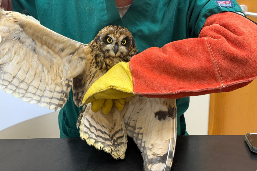 Owl rescued by North Sea oil rig workers after Storm Amy blew it 180 miles out to sea