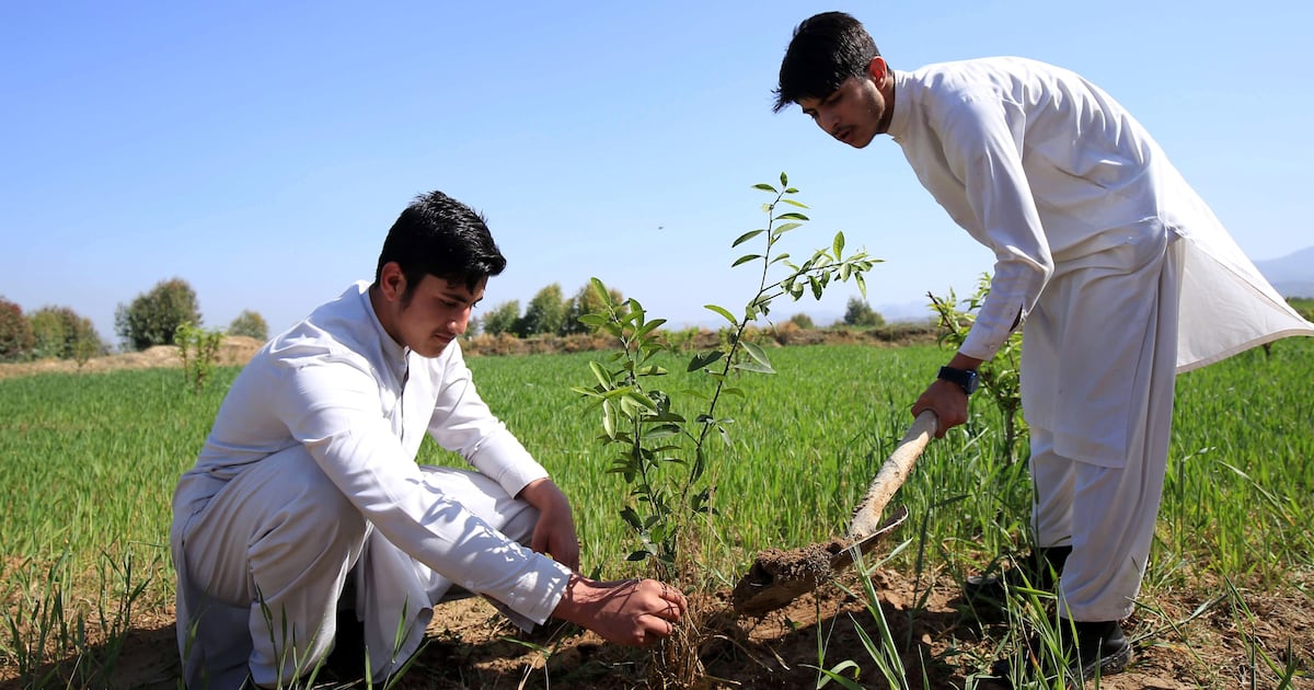 Why Pakistan is planting 10 billion trees to tackle climate change and economic challenges | The National