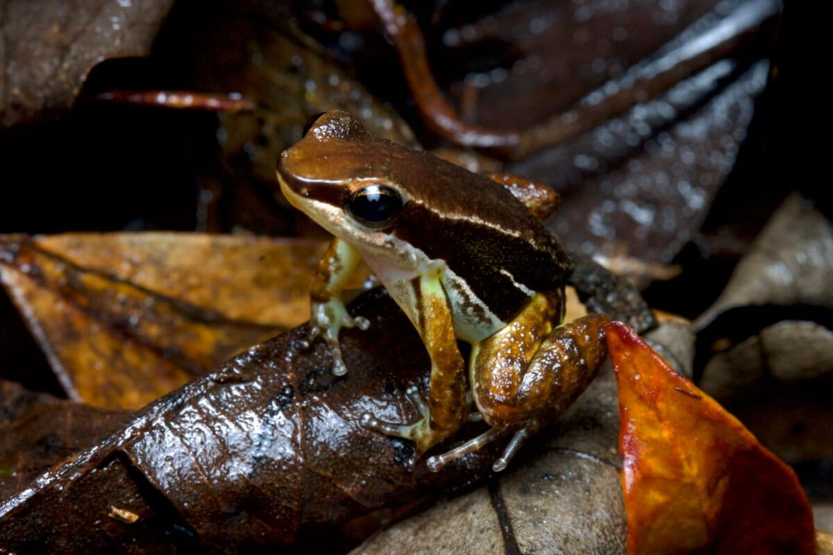 In Panama, poison dart frog move brings hope amid amphibians' fight with fungus - South Africa Today