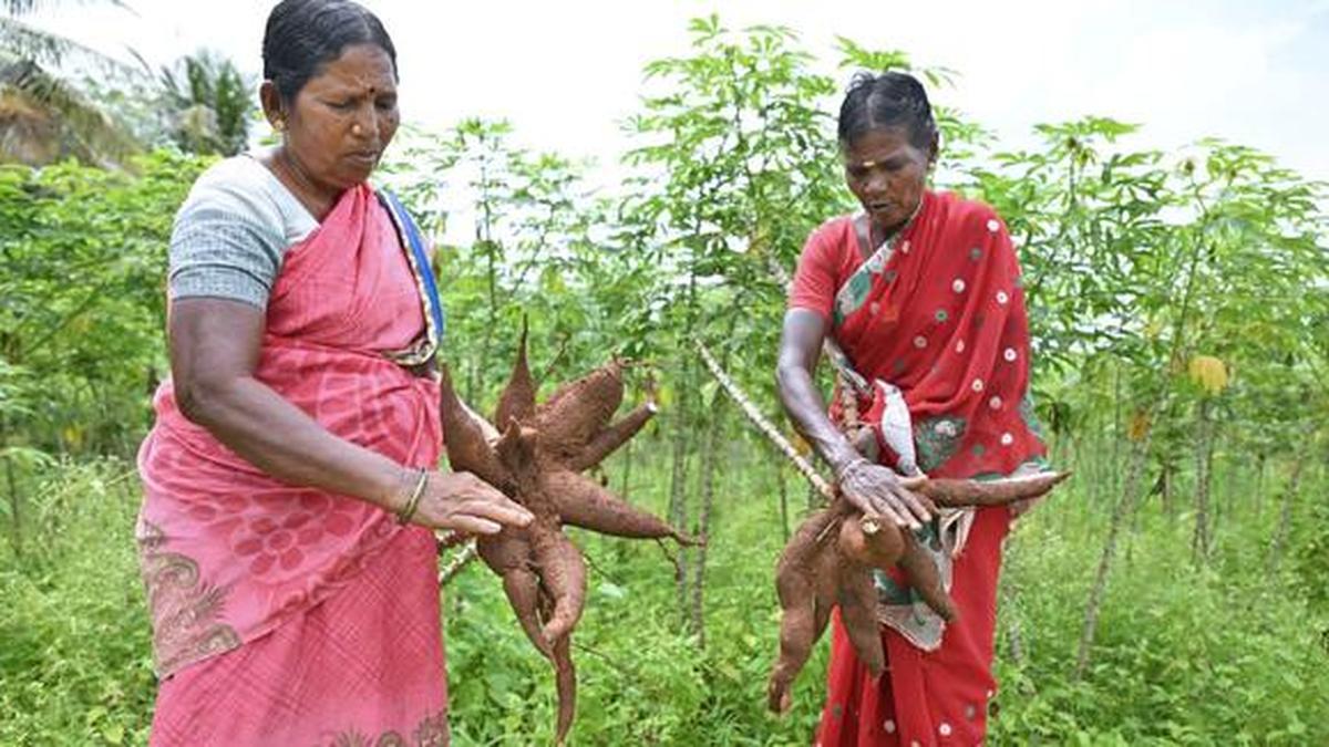 From devastation to recovery: How a parasitic wasp saved South India's tapioca crops