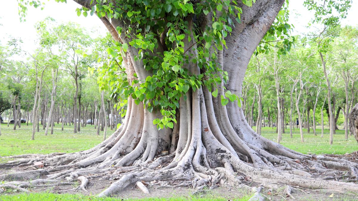 The day the peepal fell