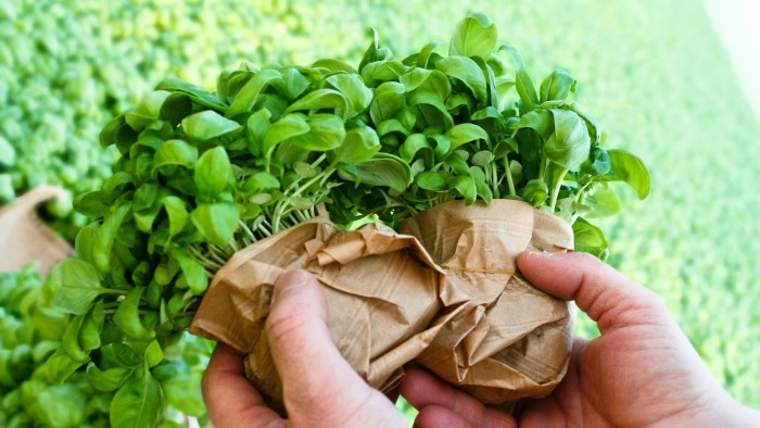 Princes of pesto: lessons from the basil growers of Genoa
