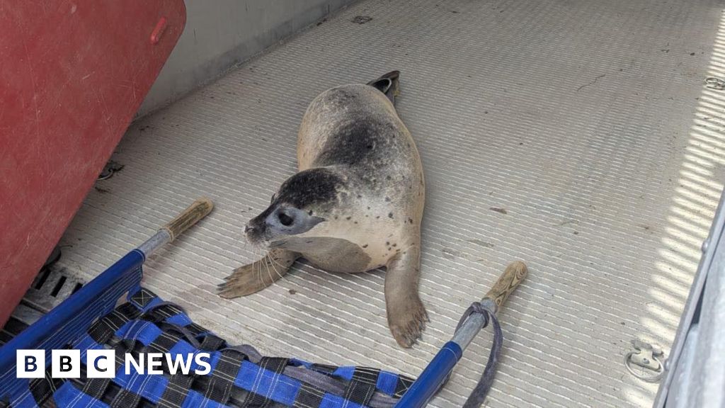 Peterborough seals rescued from river and returned to Norfolk