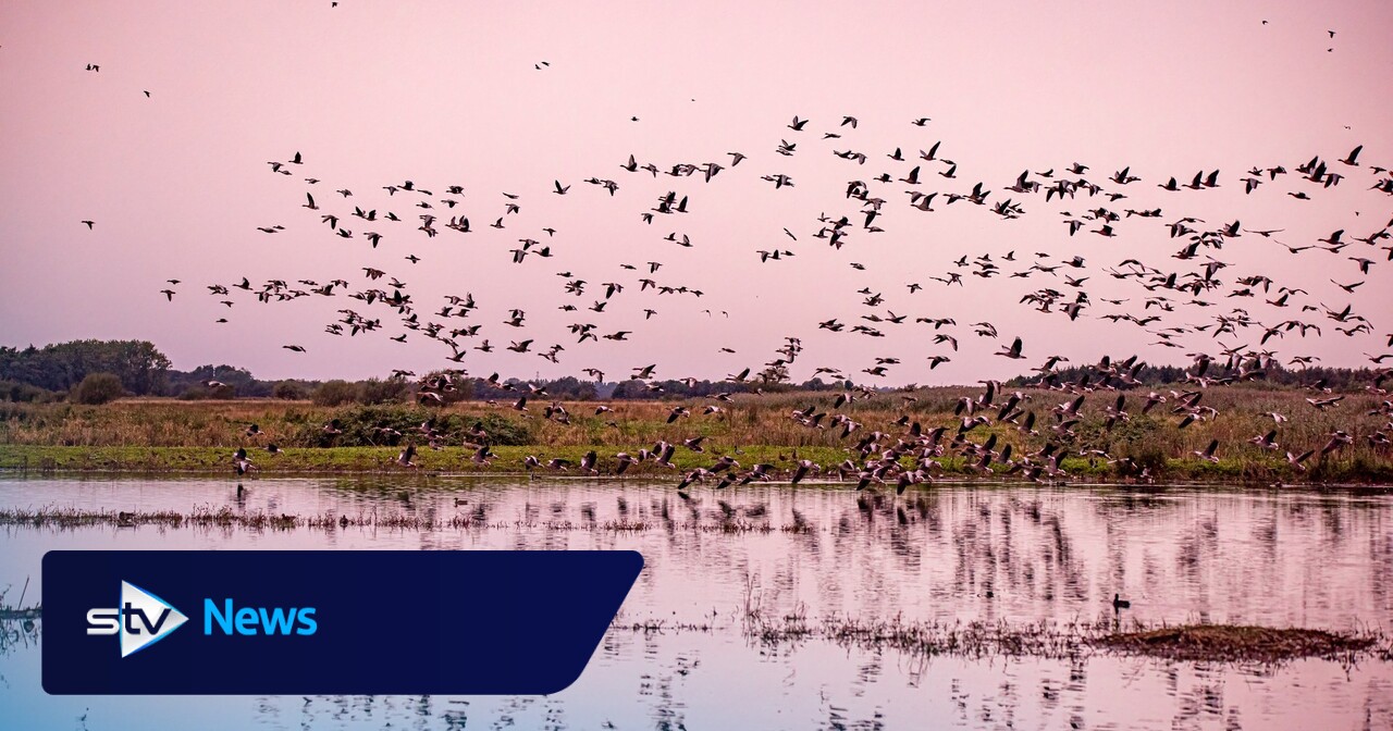 More than 70,000 pink-footed geese arrive in Scotland after 800-mile journey