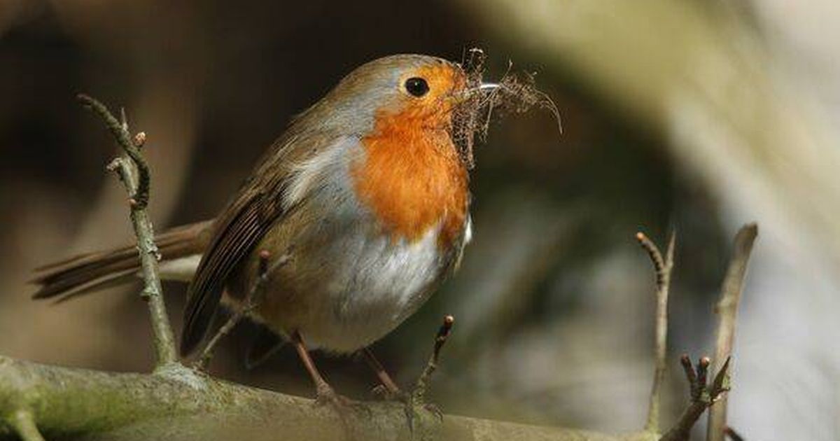 Plant this one tree in your garden and robins will visit it all year round
