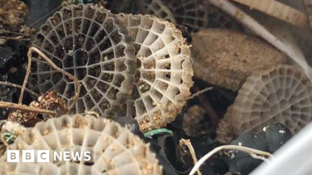 Plastic discs wash up at Gower and Swansea