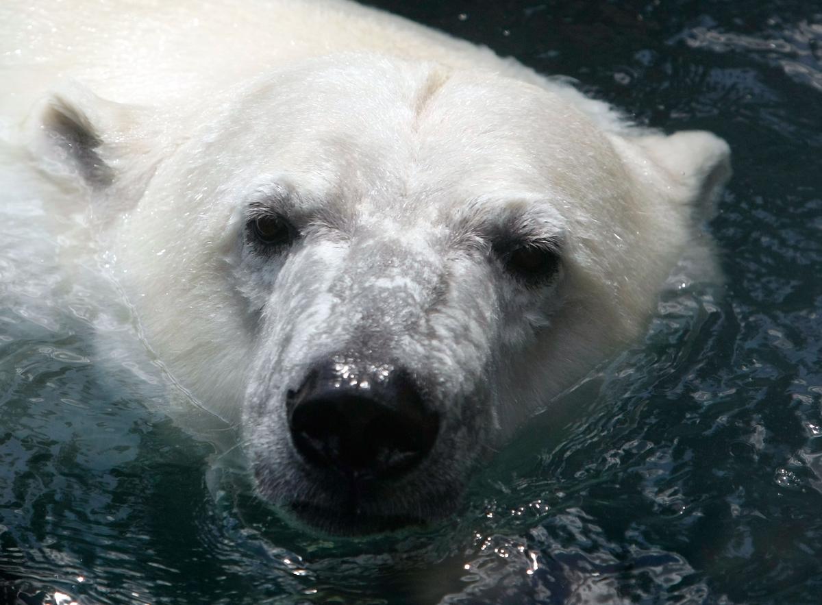 Polar Bear Love Story Brewing in Minnesota