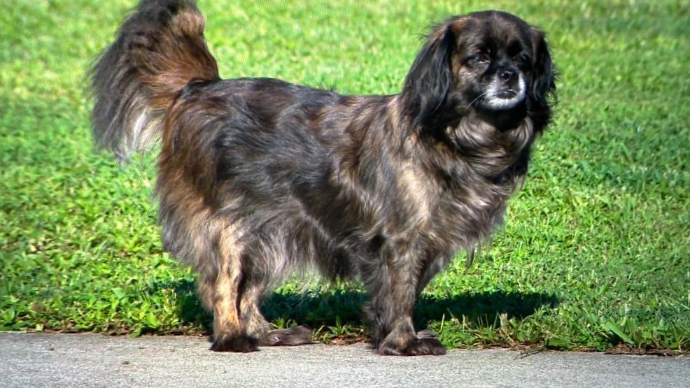 Port St. Lucie neighbors call for change after dog hit by speeding car