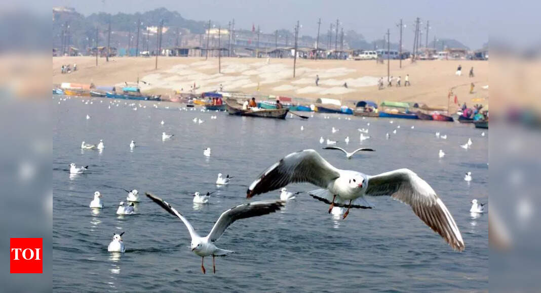 National bird sanctuary to come up soon in Prayagraj | Prayagraj News - The Times of India