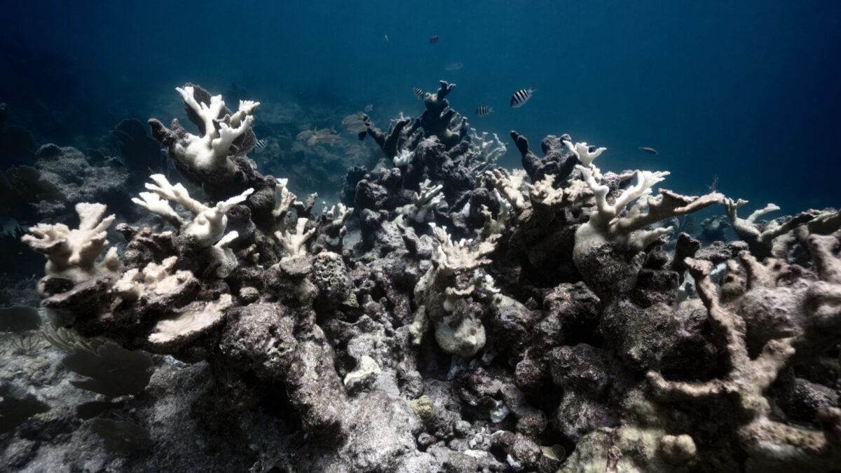 New Report Finds One of Earth's Most Precious Ecosystems Has Already Crossed a Scary Climate Tipping Point