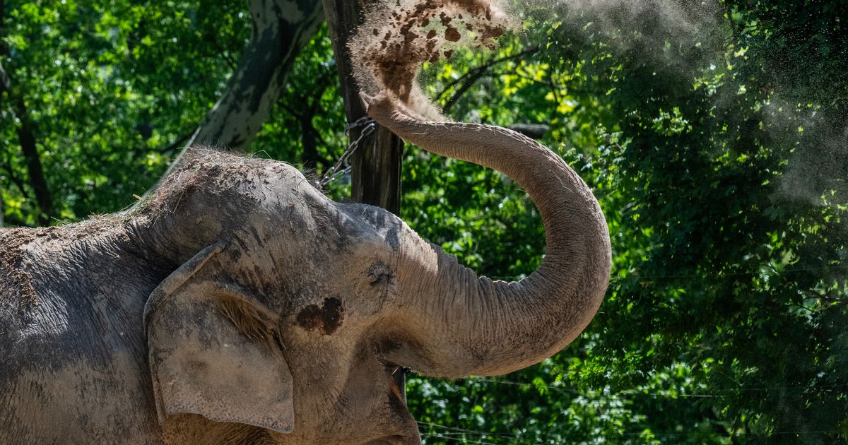 'Call on the Government to help protect elephants and dolphins from cruel tourist abuse' - Daily Star