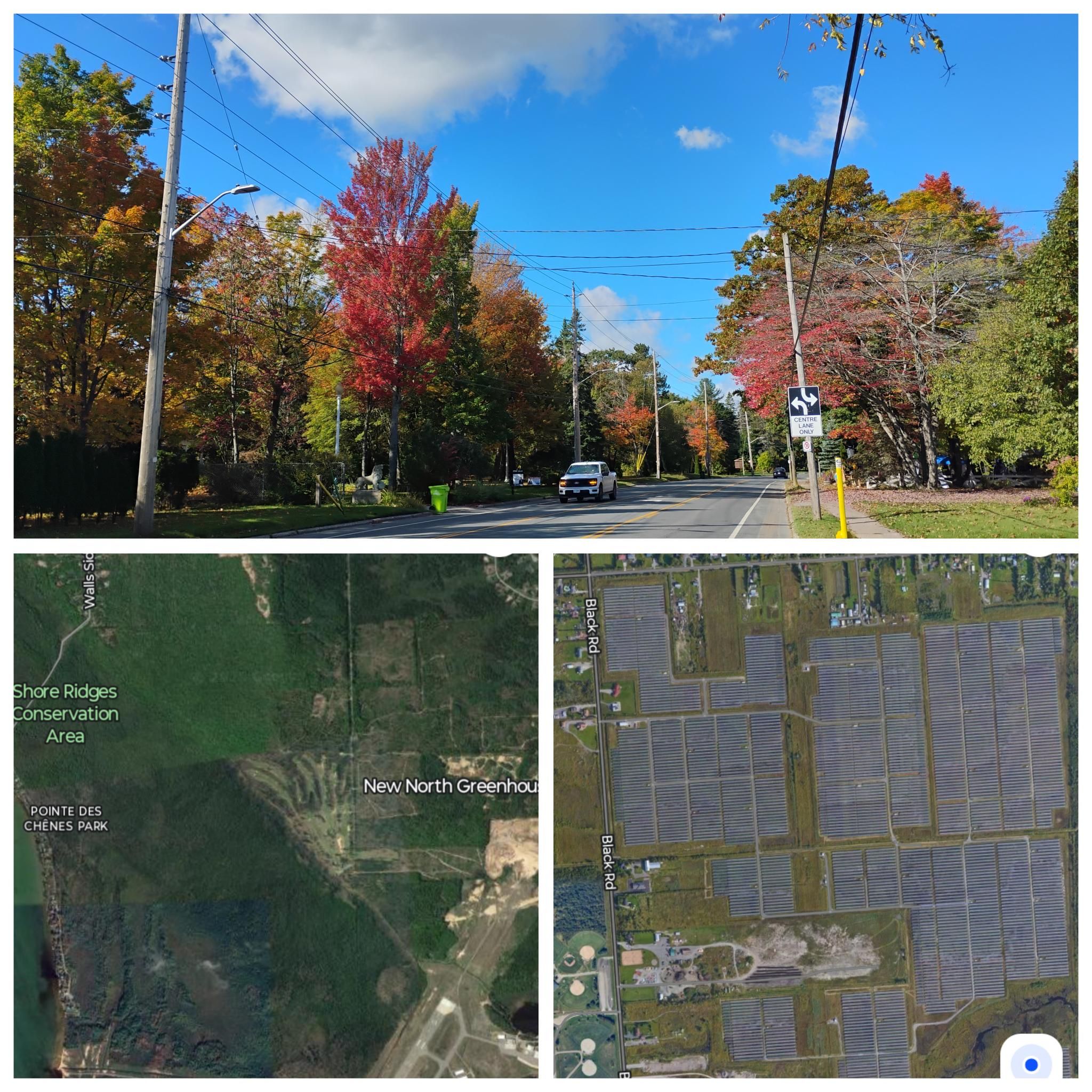 Protecting Sault's Urban Tree Canopy