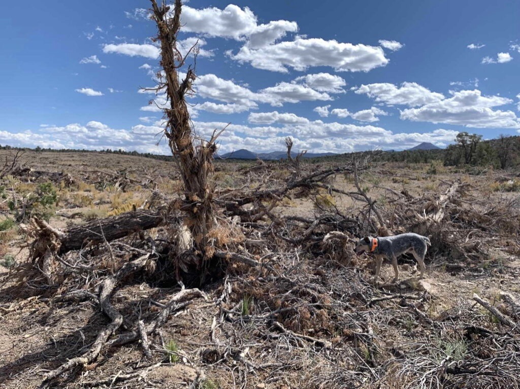 Understanding Public Lands 'Management' and Other Hallucinations of Nature