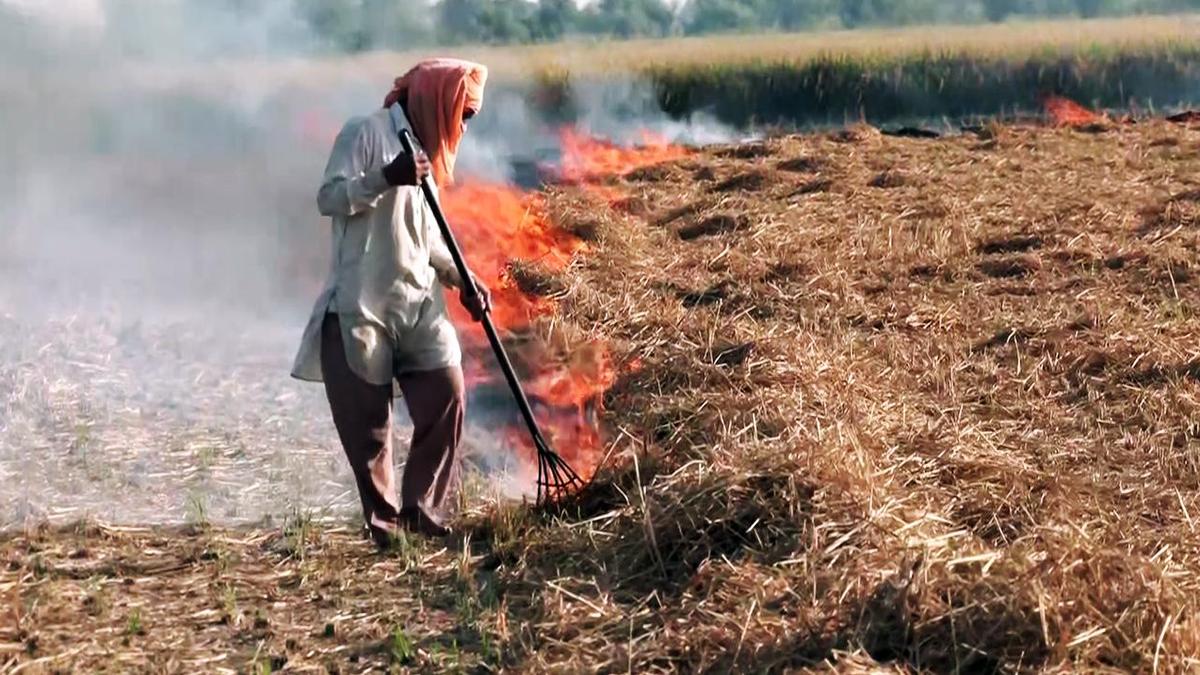 Is Punjab's stubble burning problem really declining? | Explained