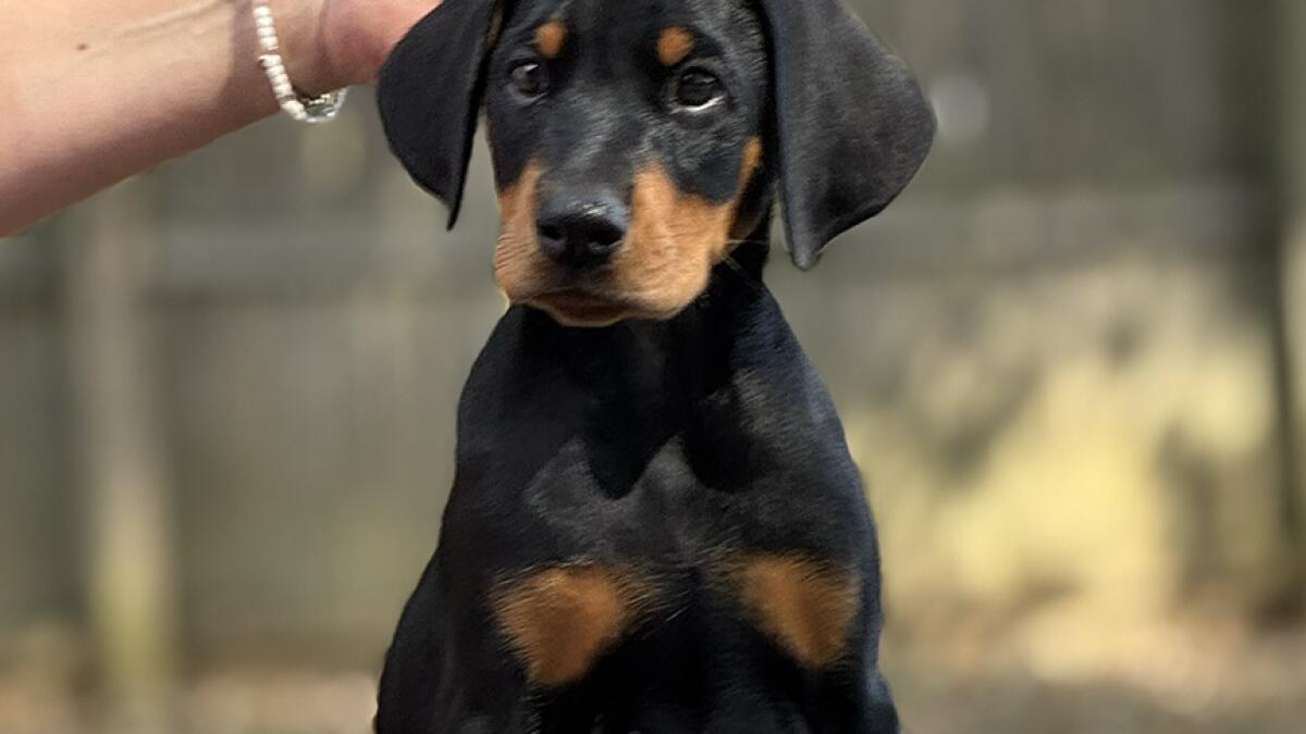 Puppy Preparation Crash Course: What to Do Before Bringing a New Dog Home