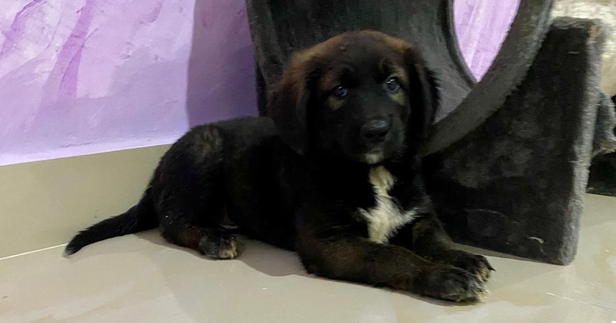 Puppy saved from 'monster' trying to drown him in desperate need of forever home - The Mirror