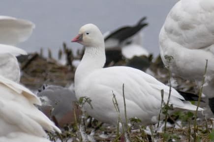 Rare bird arrives at Marshside RSPB Reserve