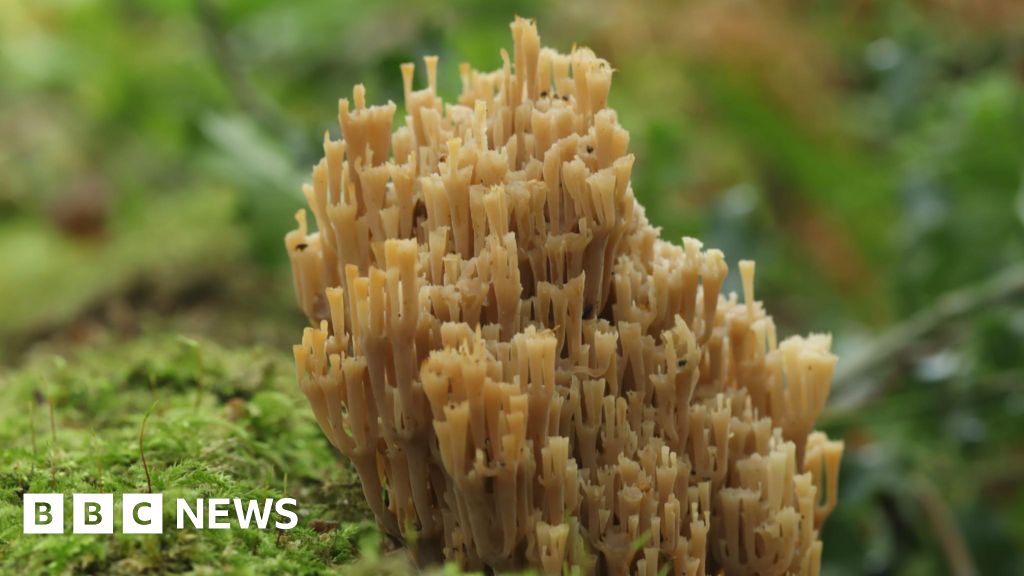 Fungus recorded in Leicestershire for first time
