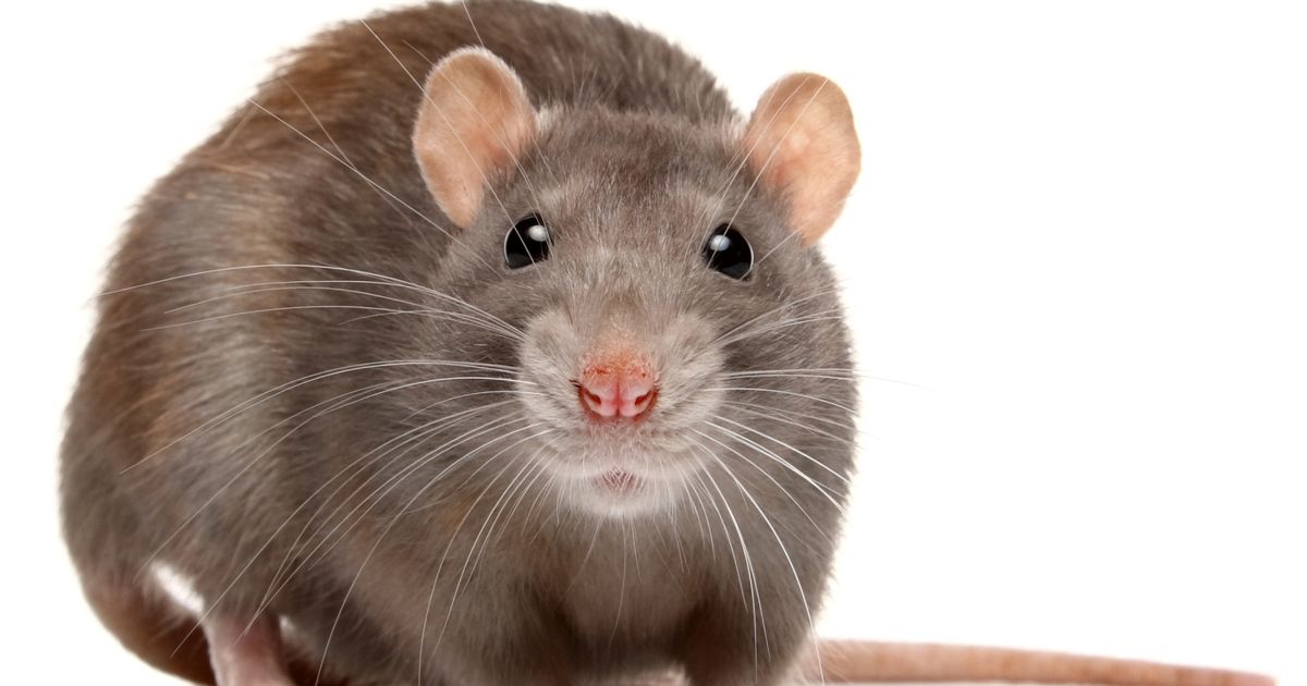 Horror rat poisoning mystery sparks fears as child is one of FIVE victims in same town - The Mirror