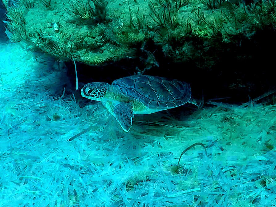 Record turtle nesting success in British Bases