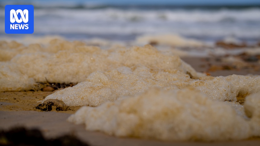 Reef restoration and submersible cytobots: $100m plan to address algal bloom