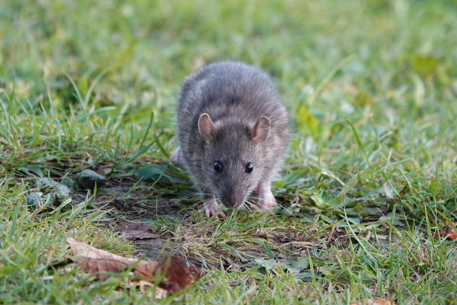 People urged to remove one item from their garden in autumn to deter rats