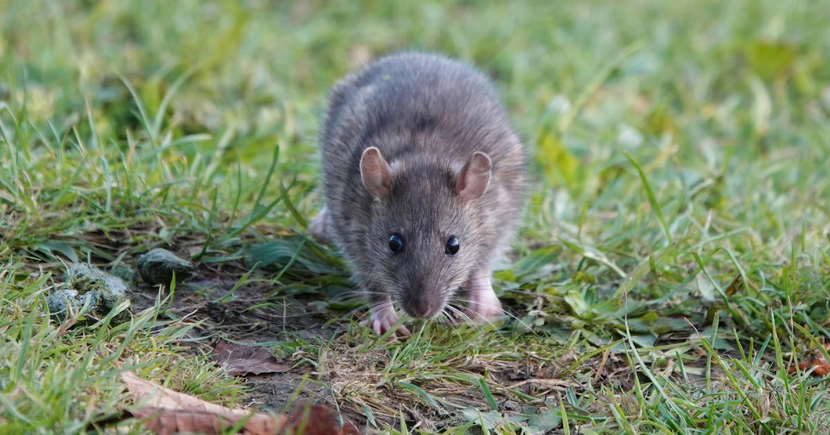 People urged to remove one item from their garden in autumn to deter rats