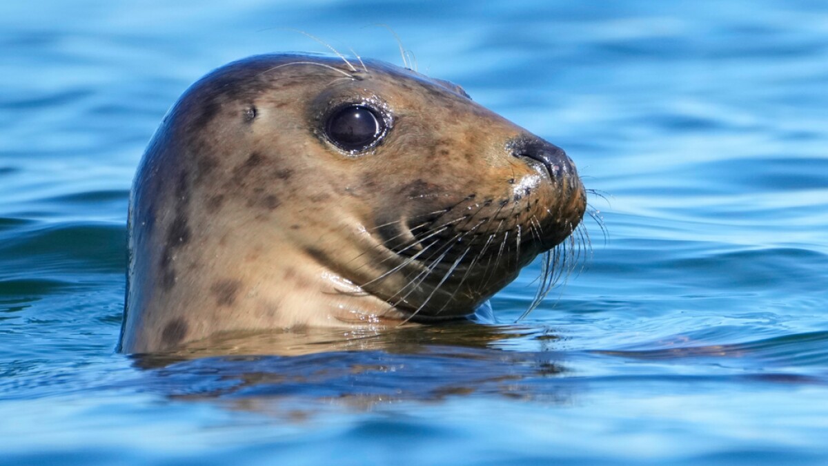 Republicans try to weaken 50-year-old law protecting whales, seals and polar bears