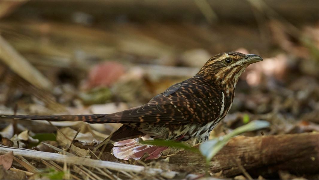 Research Aims To Solve Mystery Cuckoo Movements