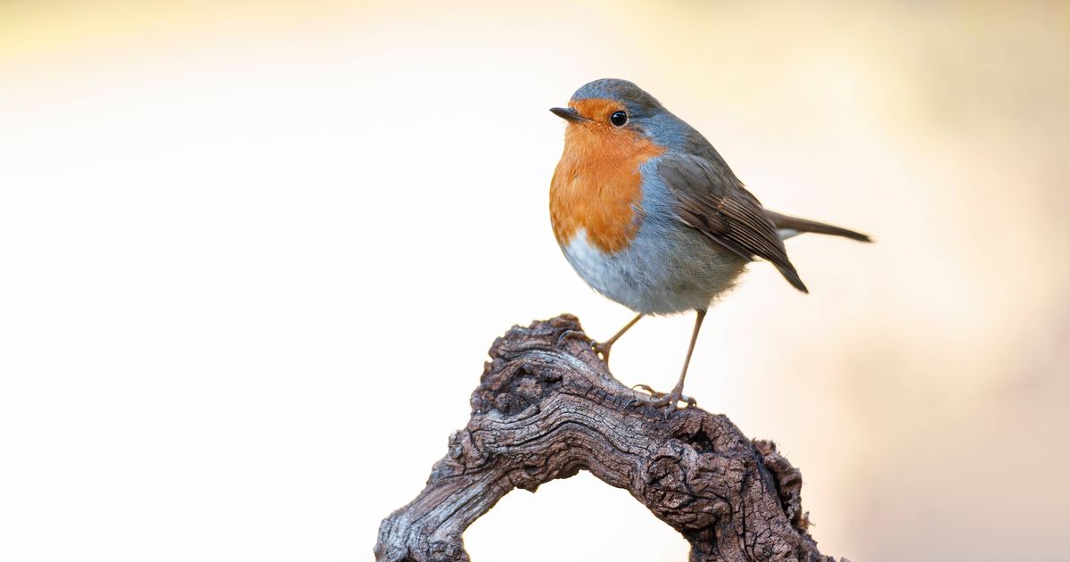 Robins will flock to your garden when 1 healthy snack is left out - The Mirror