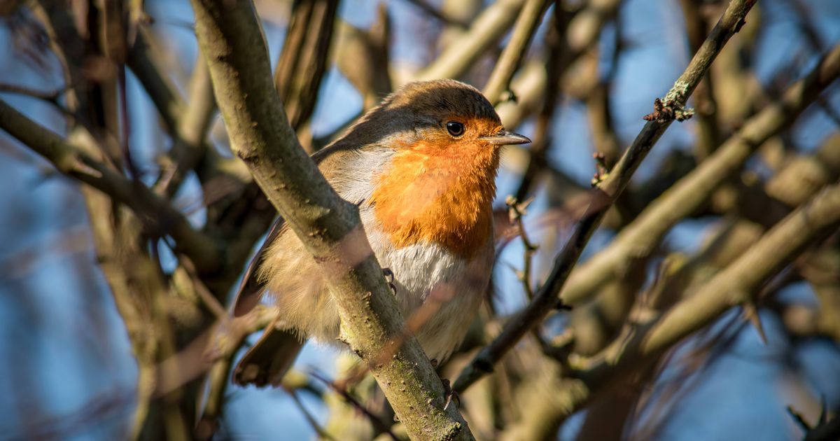 One tree to robins love in gardens which is a 'four-season winner' | Chronicle Live