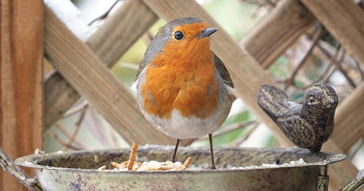 Robins will stay in your garden all year round if you plant 1 thing in it  - Daily Record