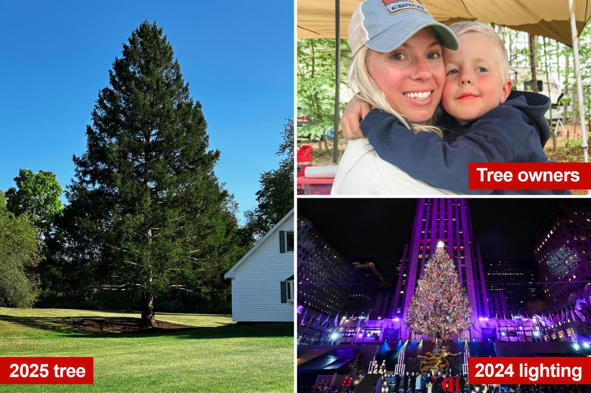 Meet the new massive Rockefeller Center Christmas tree - weighing...