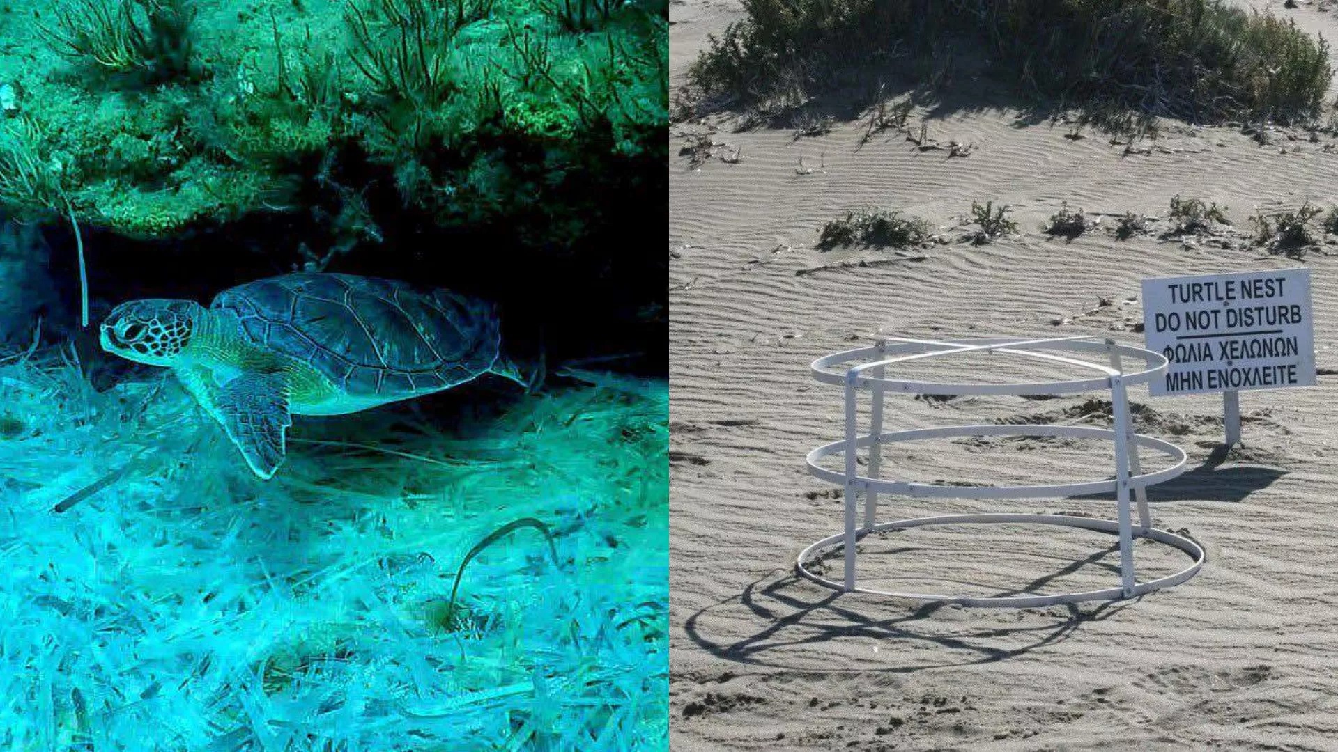 Sea turtle nests in British Bases break record with 224 counted this season (photos)
