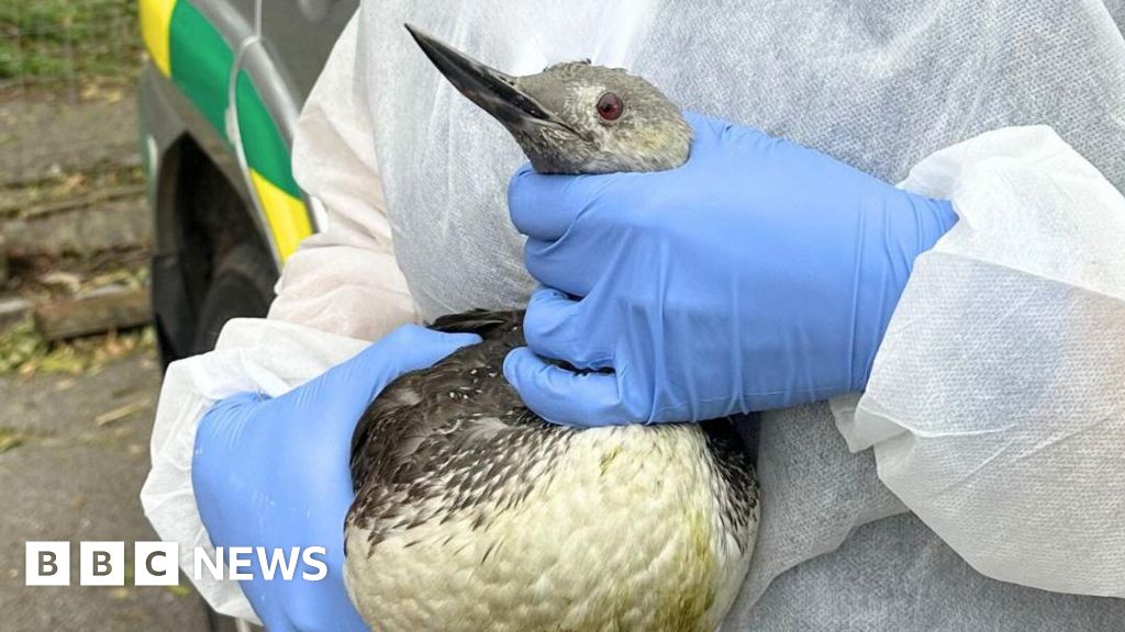Seabirds blown by strong winds into landlocked Buckinghamshire