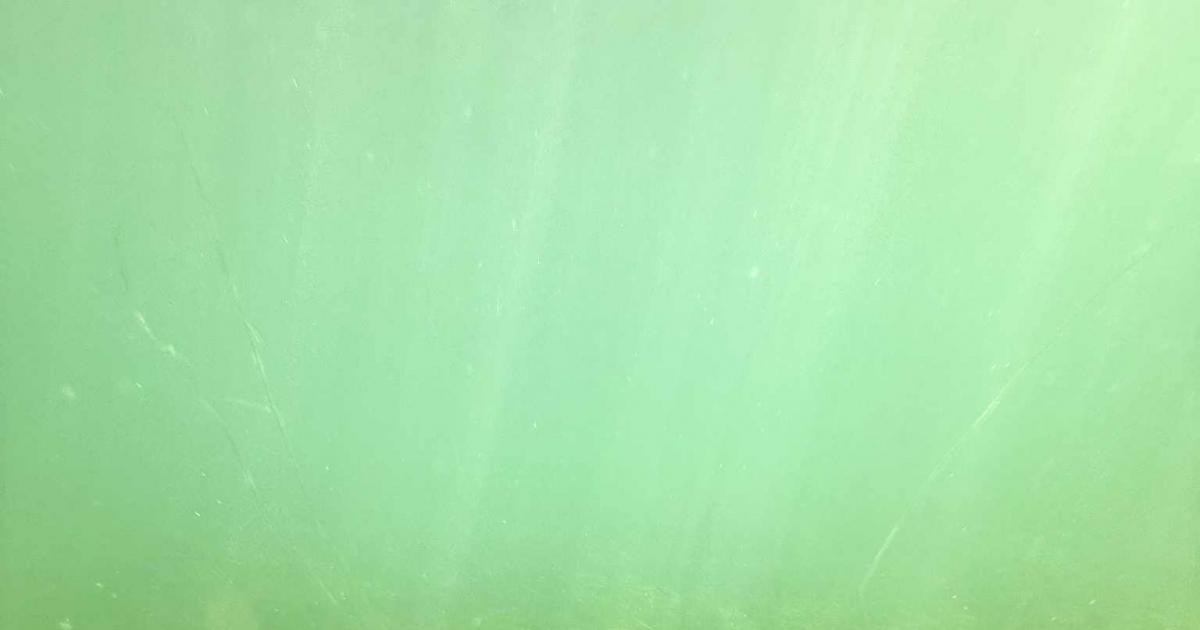 Huge seagrass meadow bigger than Wembley Stadium discovered