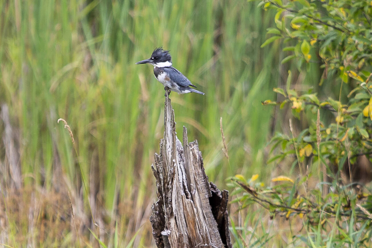 Snohomish County will pass grant funds to Everett to relocate water line
