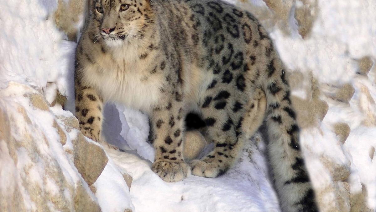 Snow leopards are the world's least genetically diverse big cat