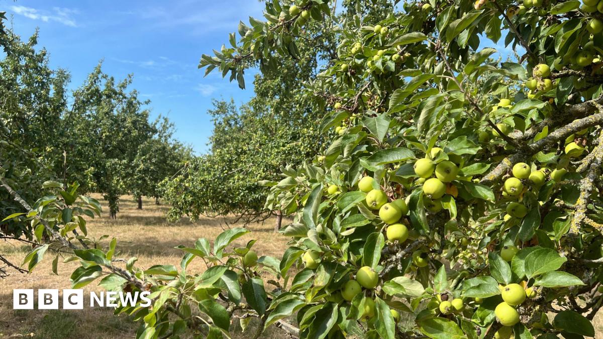 Somerset and Gloucestershire cider producers expect bumper crops