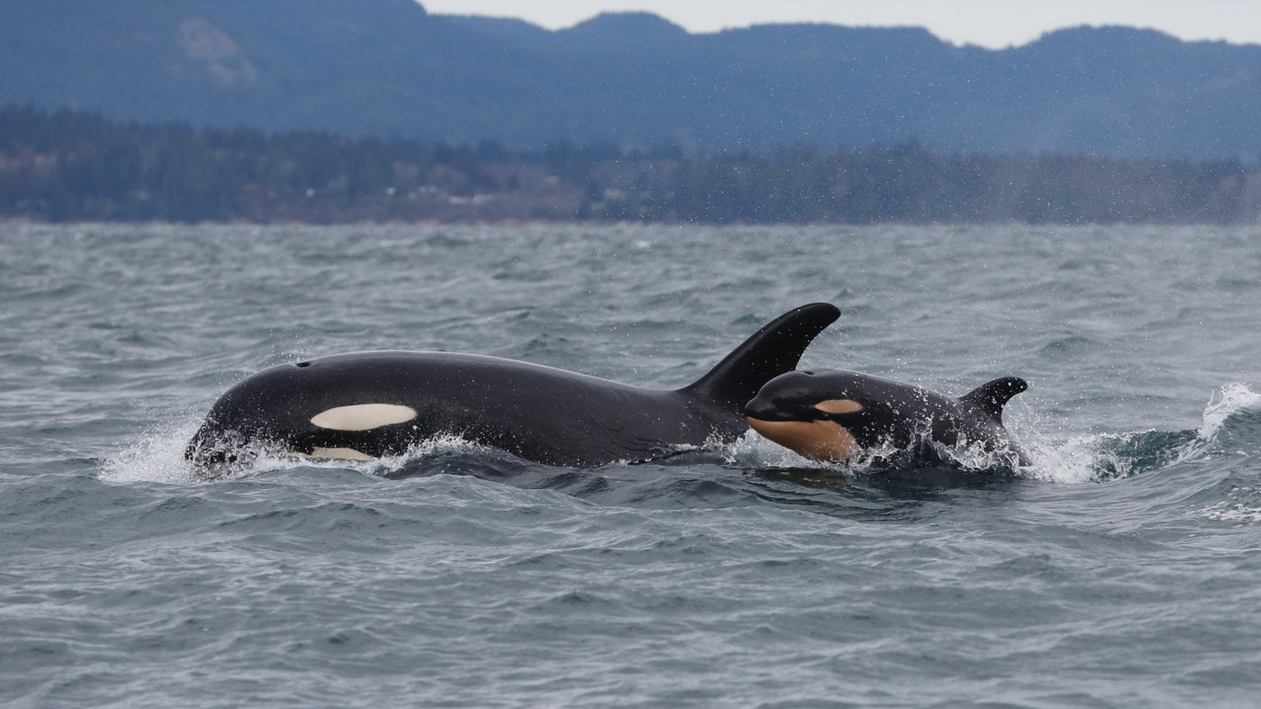 Southern resident killer whales show signs of slow decline toward disappearance