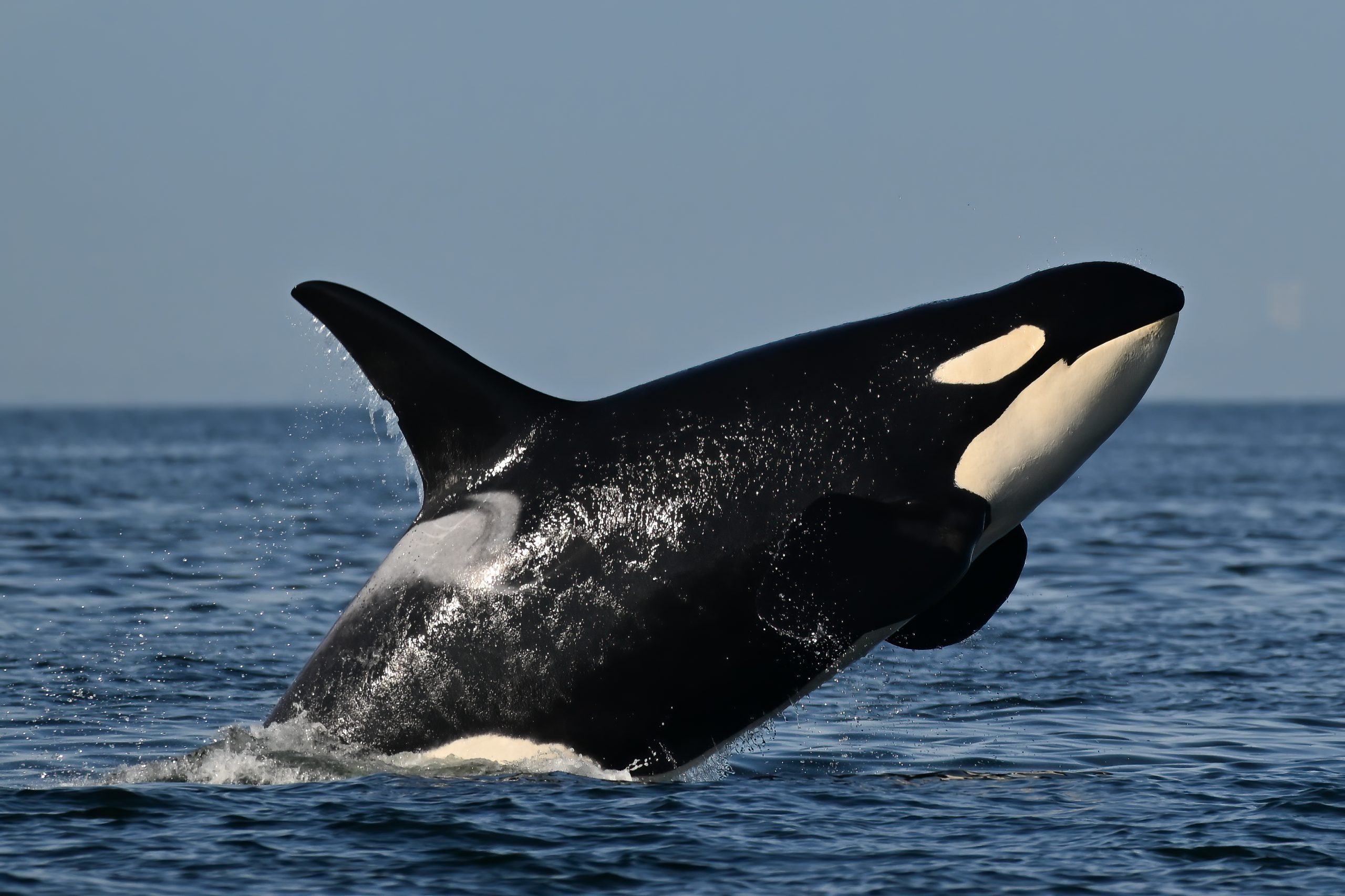Southern resident killer whales show signs of slow decline toward disappearance