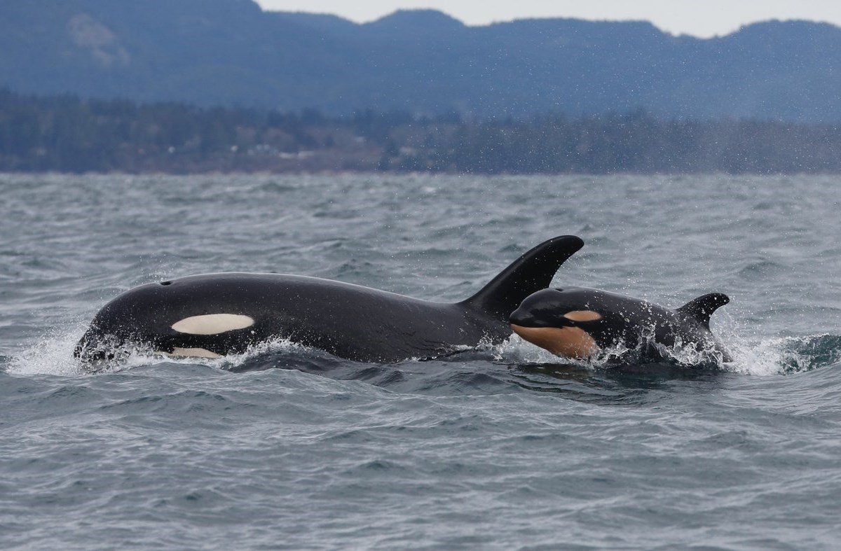 Southern resident killer whales show signs of slow decline toward disappearance