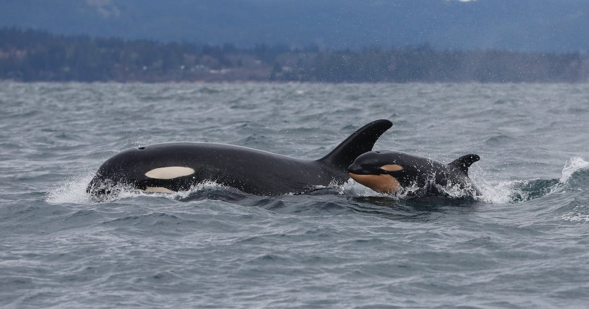 Southern resident killer whales show signs of slow decline toward disappearance