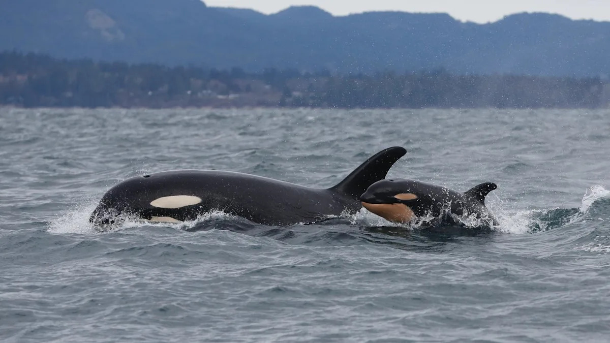 Southern resident killer whales show signs of slow decline toward disappearance