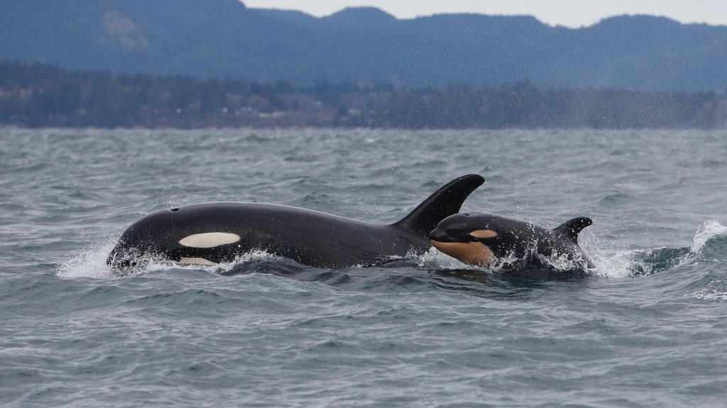 Southern resident killer whales show signs of slow decline toward disappearance
