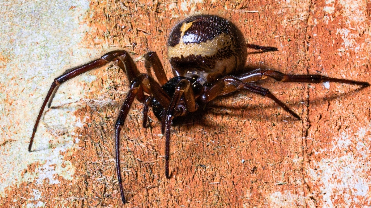 A Spider Was Caught Eating a Shrew, And You Can't Unsee This